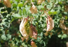 Jak pozbyć się bąbelków pod folią?