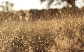 Ile kosztuje wymiana wszystkich filtrów i oleju w samochodzie? Ile kosztuje wymiana wszystkich filtrów i oleju w samochodzie?