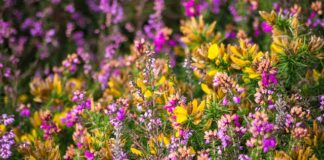 Czy filtr Brita jest dobry?