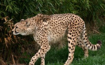 Jakie jest najszybsze Lamborghini?