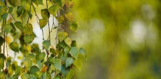 Ile koni ma Focus 1.6 benzyna?