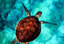 Co jest lepsze powłoką ceramiczna czy folii? Co jest lepsze powłoką ceramiczna czy folii?