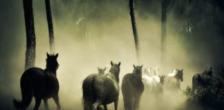 Ile koni mechanicznych ma ursus 3512?